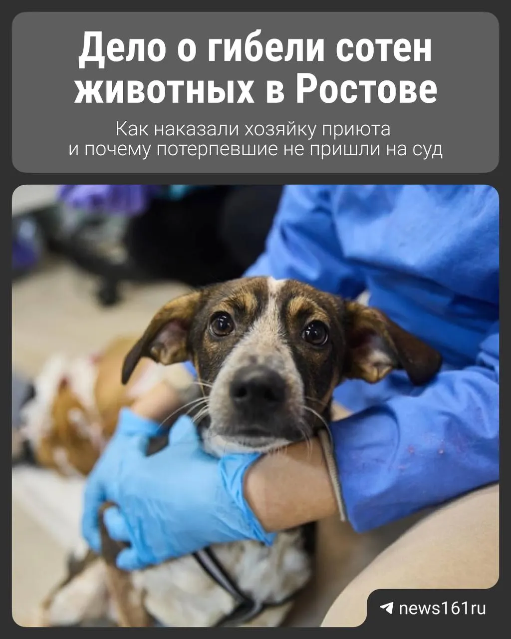 Суд принял решение об обязательном принудительном лечении обвиняемой по делу о жестоком обращении и убийстве примерно 500 животных; стороны защиты намерены обжаловать.