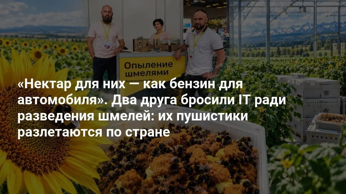 Два друзей оставили ИТ и запустили разведение шмелей; их необычное предприятие постепенно охватывает страну.