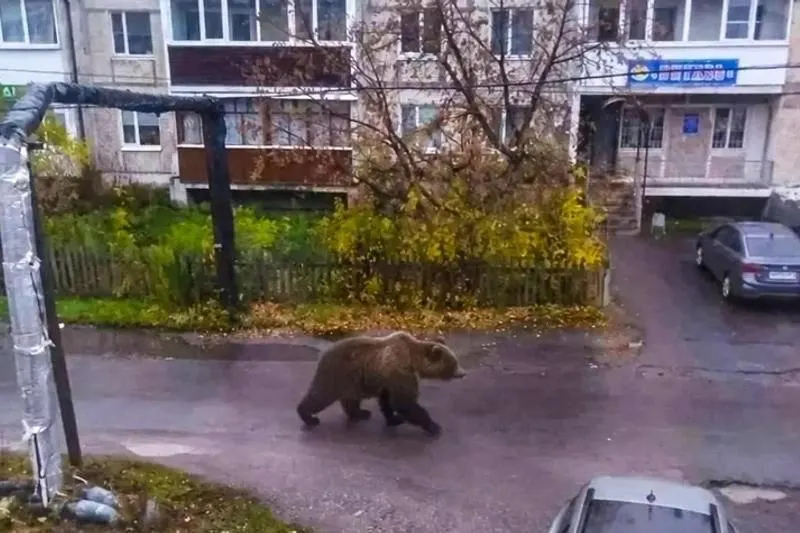 12-летняя школьница опубликовала фейковое фото медведя в селе Бутка; кадр оказался розыгрышем, и девочка принесла извинения. Инцидент стал предметом обсуждения среди местных жителей и в школе.