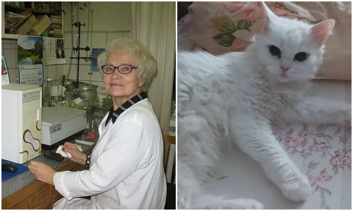 Химик Мария Коржова погибла в ДТП возле театра; её кошке по кличке Куся ищут новый дом.