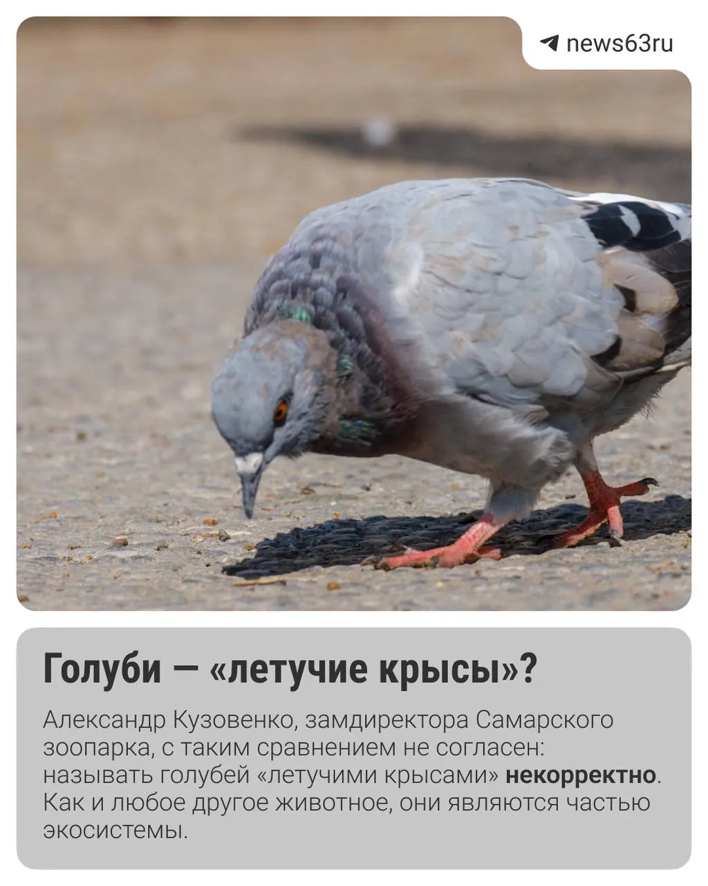 Горожане считают голубей переносчиками инфекций. Разбираемся с экспертами, что говорят зоопарк и орнитолог.