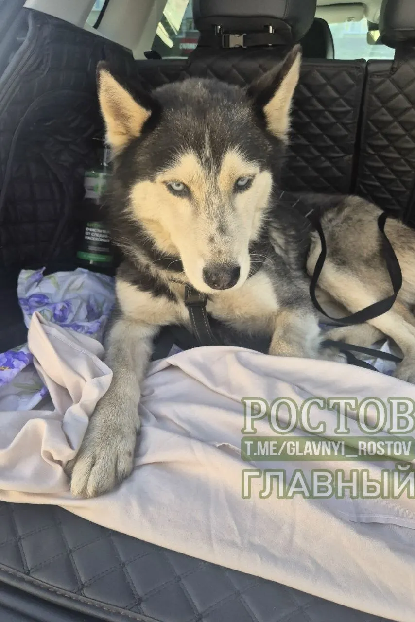 Хаски кобель в шлейке найден на Коммунистическом проспекте возле ТЦ Плаза. Ищут владельца, звоните по указанному номеру.