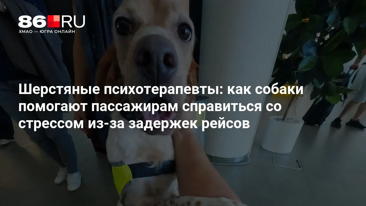Пассажиры находят утешение в дружелюбных собаках в аэропорту, которые помогают снять стресс во время задержек.