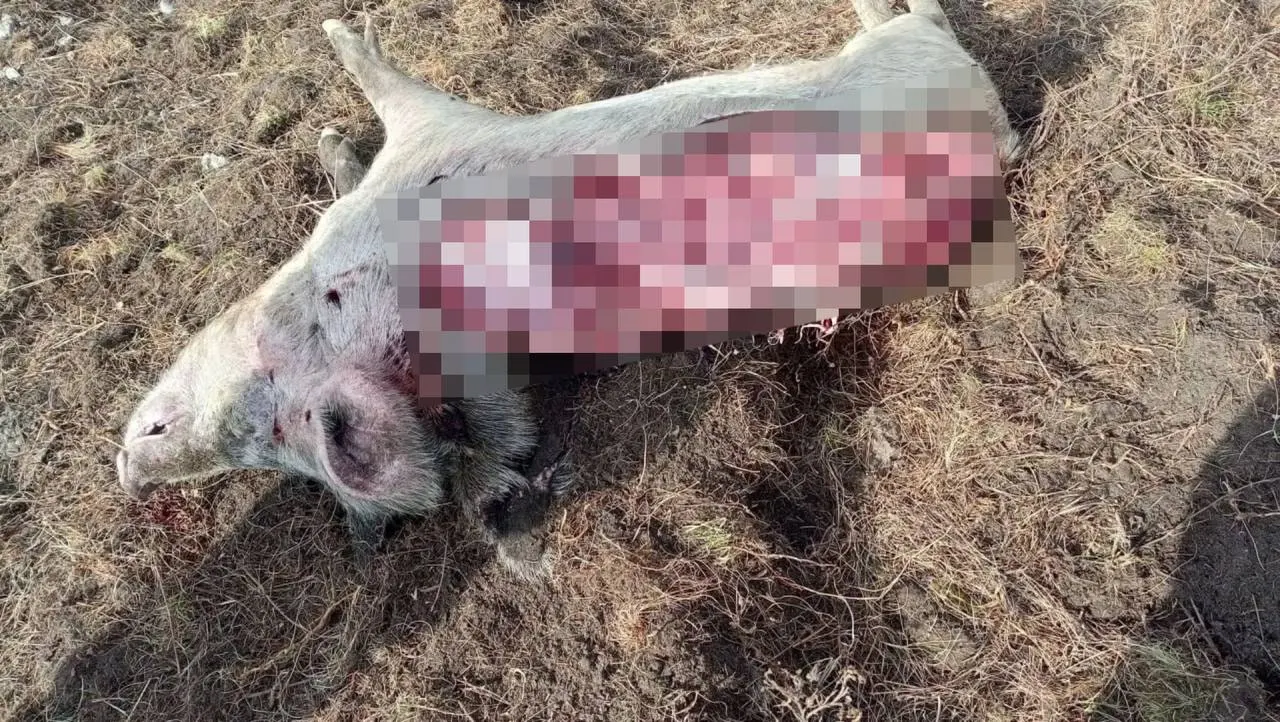 В селе Билютуй медведь проник во двор и повредил две свиньи. Власти рассматривают меры по надзору за зверем и возможной реализации охотничьих мер, школьные занятия в некоторых населённых пунктах перенесены.