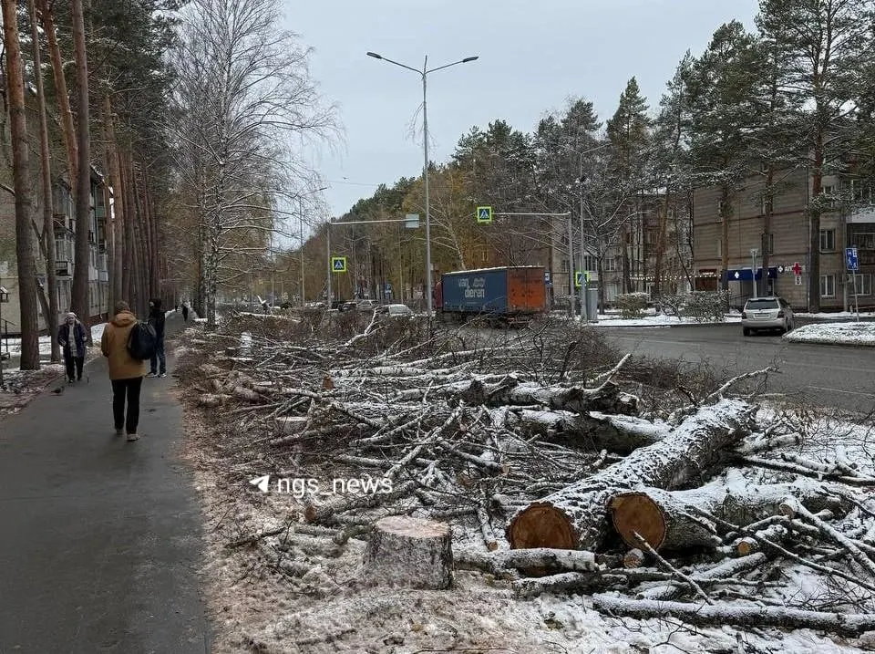 На Морском проспекте запланирована замена аварийной аллеи: 63 дерева будут заменены на 89 молодых саженцев того же вида.