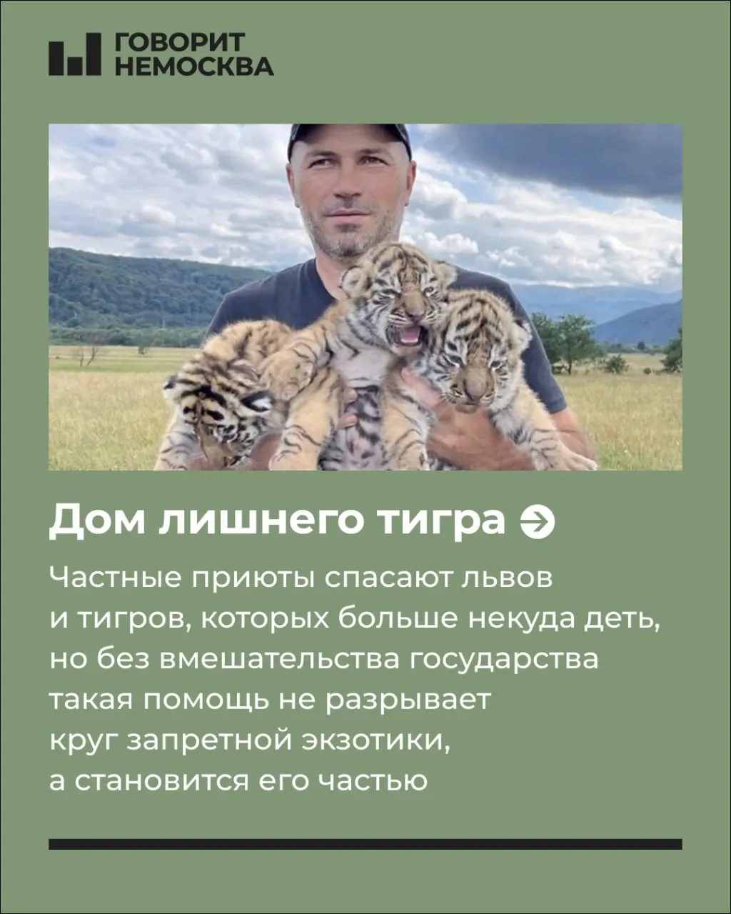 Частные приюты спасают львов и тигров, но без государственной поддержки эта помощь редко приводит к системным переменам.