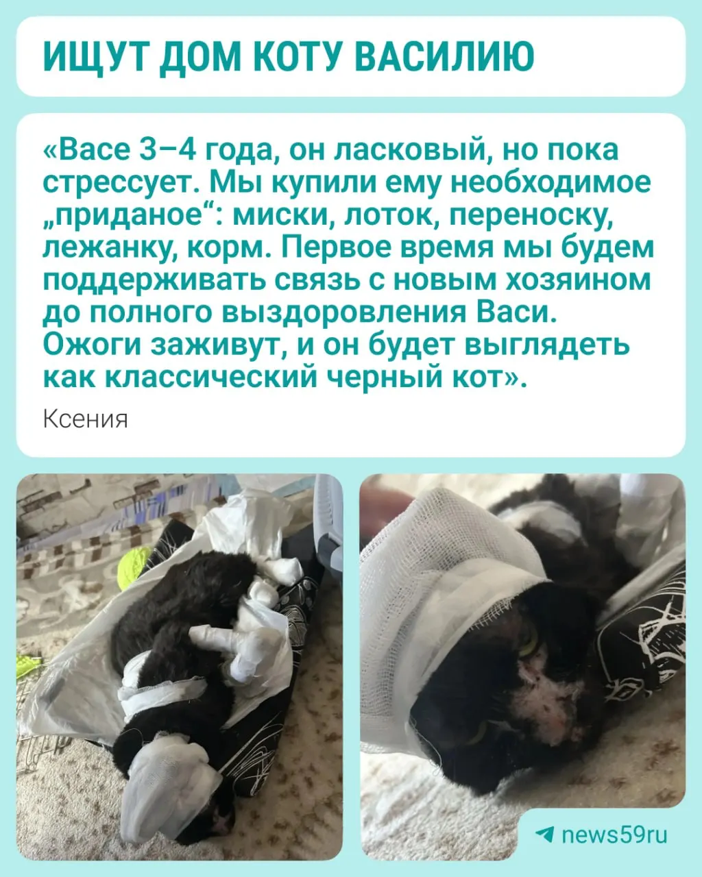 Пожар в общежитии Кировского района Перми спас кота Василия, он проходит лечение, а волонтёры организовали сбор средств на уход и реабилитацию.