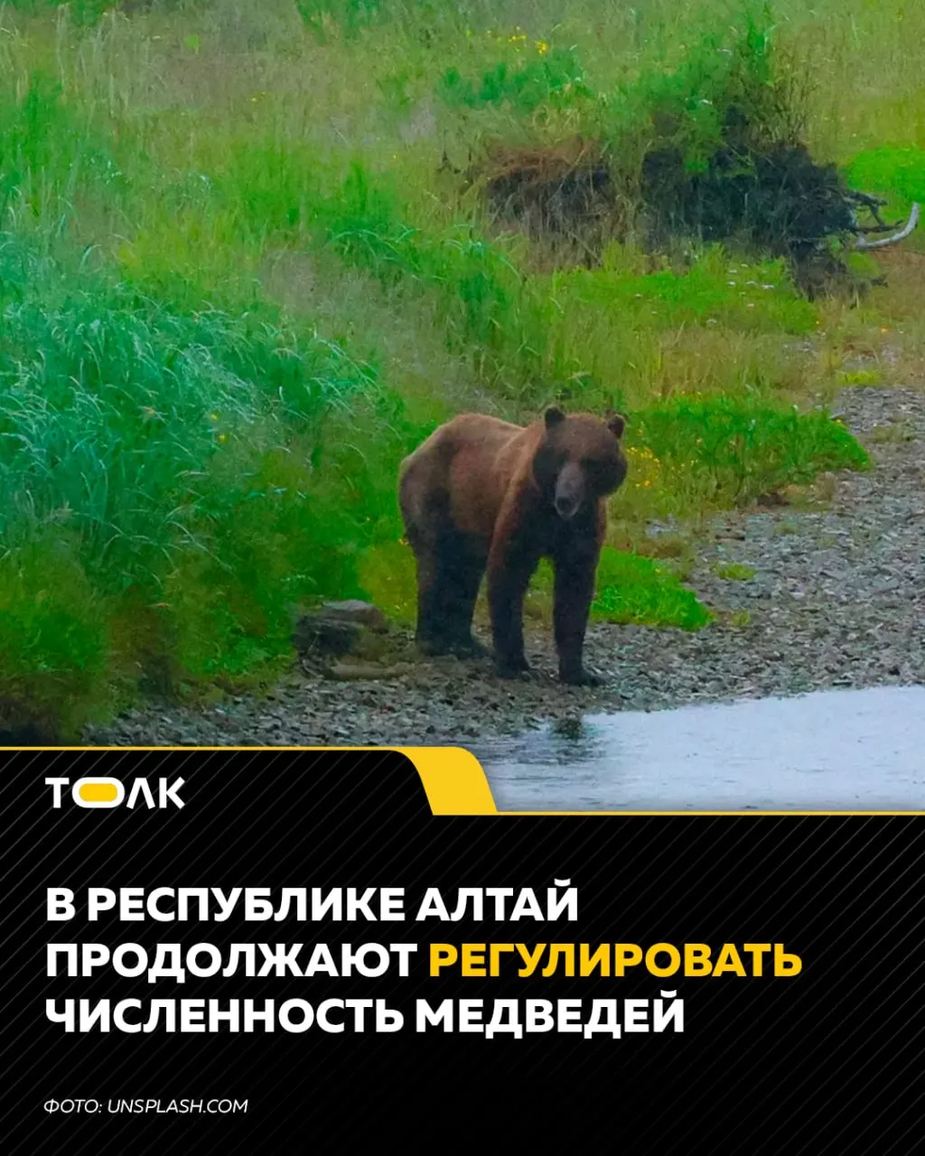 В регионе введён режим повышенной готовности из-за близости диких зверей к населённым пунктам; власти усиливают охрану и призывают жителей соблюдать осторожность.