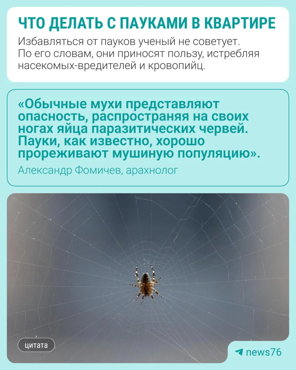 Эксперт по арахнологии объясняет, зачем не следует сразу избавляться от пауков и как правильно относиться к ним в квартире.