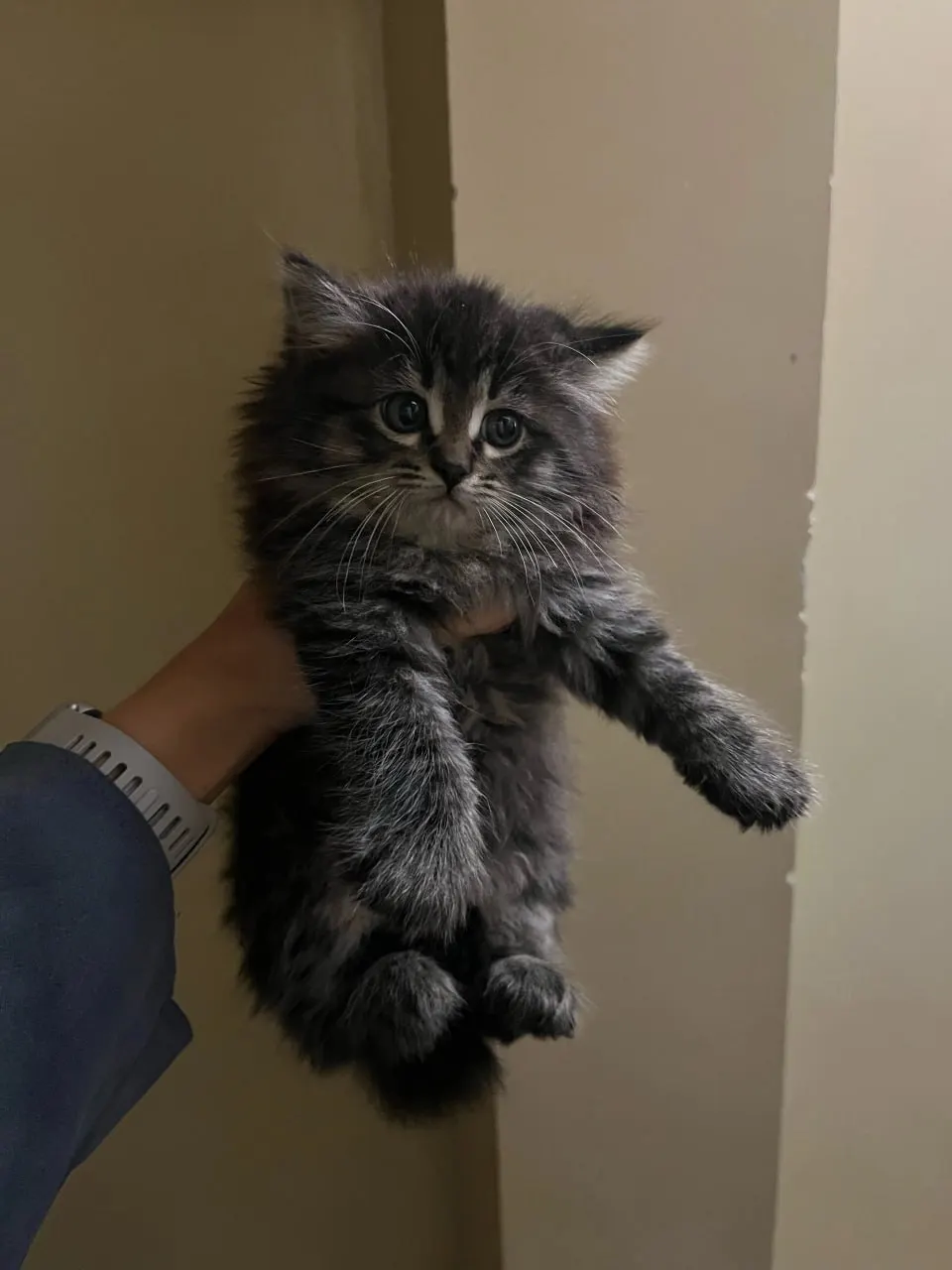 Двухмесячный котёнок получил ушиб спинного мозга после попытки перейти дорогу на мосту; сейчас он под опекой волонтёров и ждёт любящей семьи.