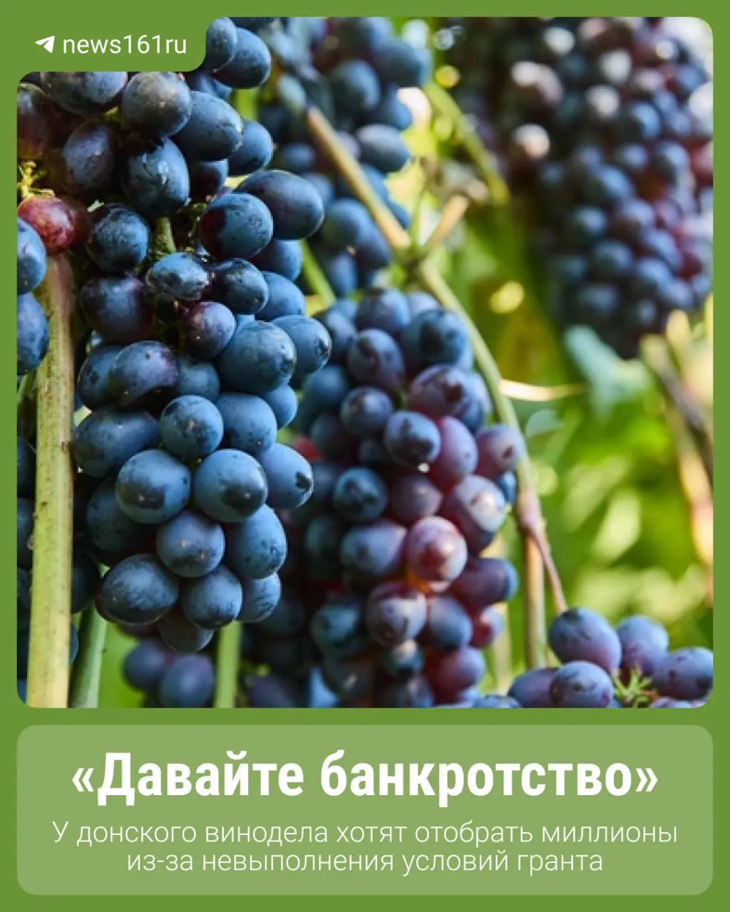 Хозяин донской винодельни подал иск к Ростовскому Минсельхозу с требованием вернуть грант на развитие агротуризма. Судебное разбирательство связано с экономическими трудностями предприятия, вызванными ЧС и засухой.