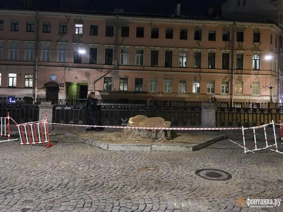 На набережной канала Грибоедова спилили дуб; территория вокруг ограждена.