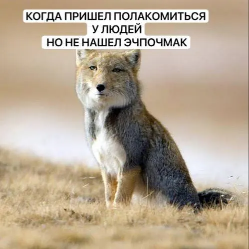 Участились встречи с лисами в Татарстане: какие проблемы возникают и какие меры безопасности стоит соблюдать.