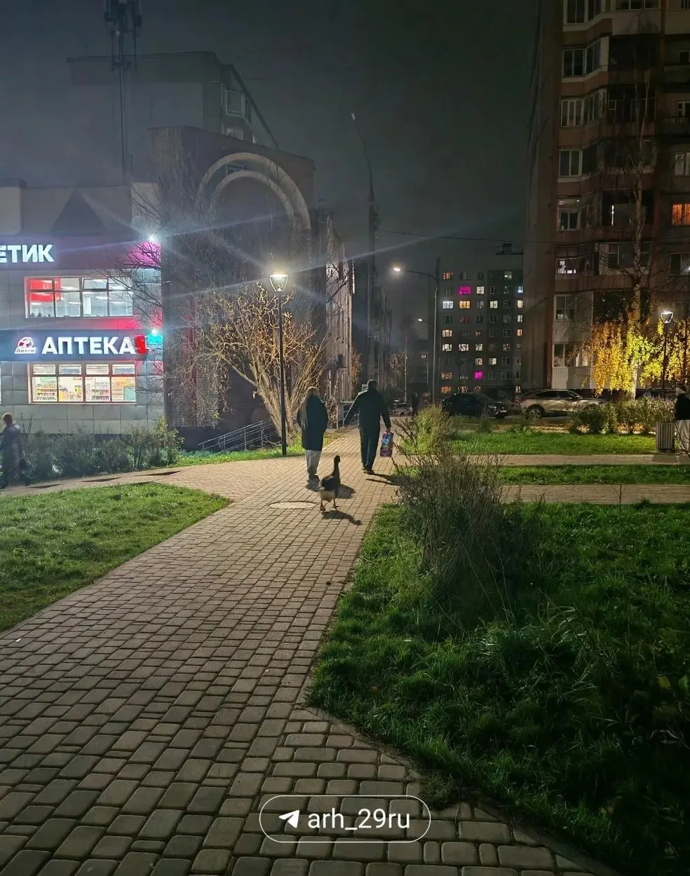 Необычный питомец заметен прохожим: гусь идёт за хозяйкой, как собака, и громко гоготит по городу.
