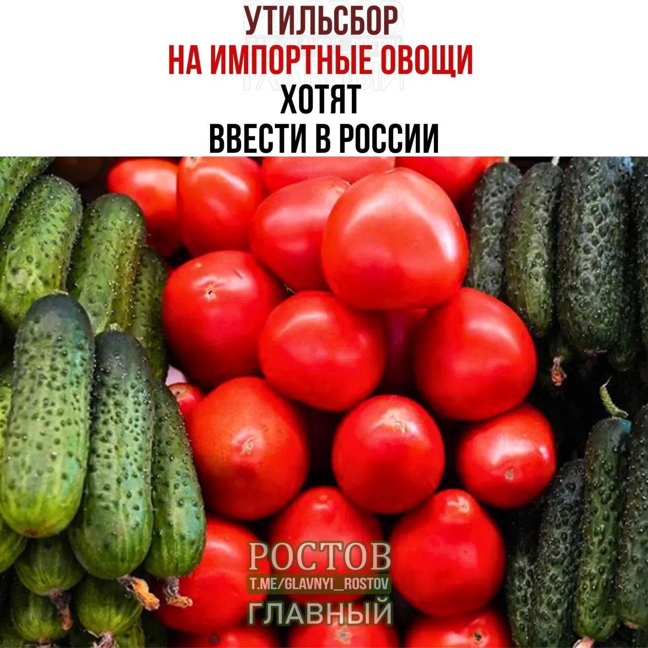 Производители предлагают ввести пошлины на зарубежную овощную продукцию для защиты отечественных теплиц; рост цен на помидоры и огурцы может последовать.