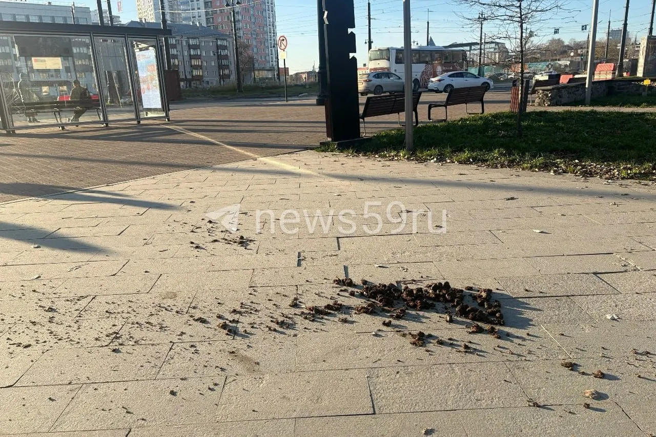 По центру города зафиксированы кучи навоза на тротуарах и в скверах после выходных; горожане и силы правопорядка обсуждают ситуацию и порядок уборки.