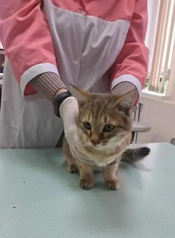 Шестимесячный котёнок найден в Чулыме с травмами носа и лап; сейчас он лечится дома, полиция расследует инцидент.
