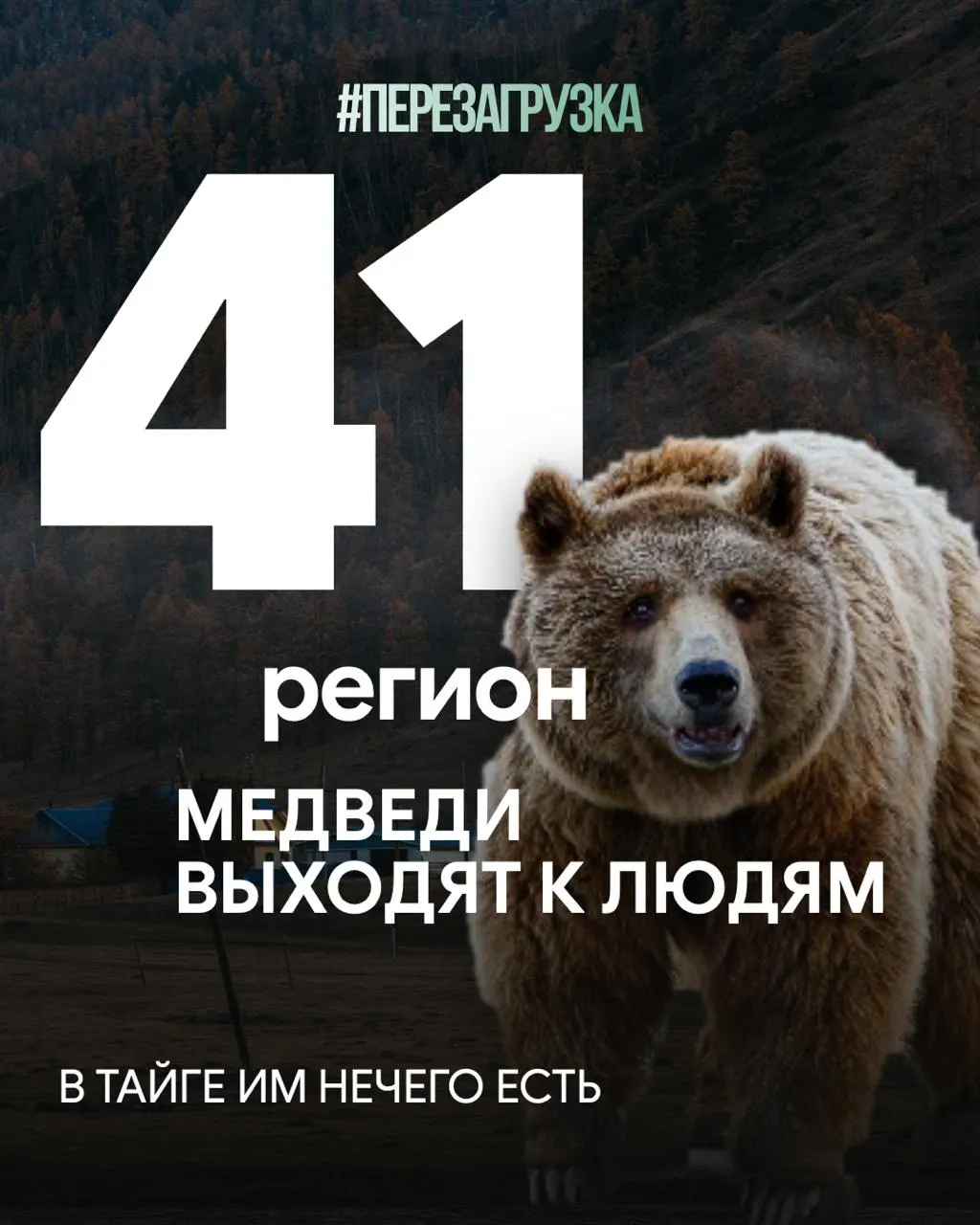В регионе растёт риск для людей из-за нападений диких зверей на фоне массовой вырубки лесов и экспорта древесины. Экологические последствия переплетаются с социальными трагедиями.