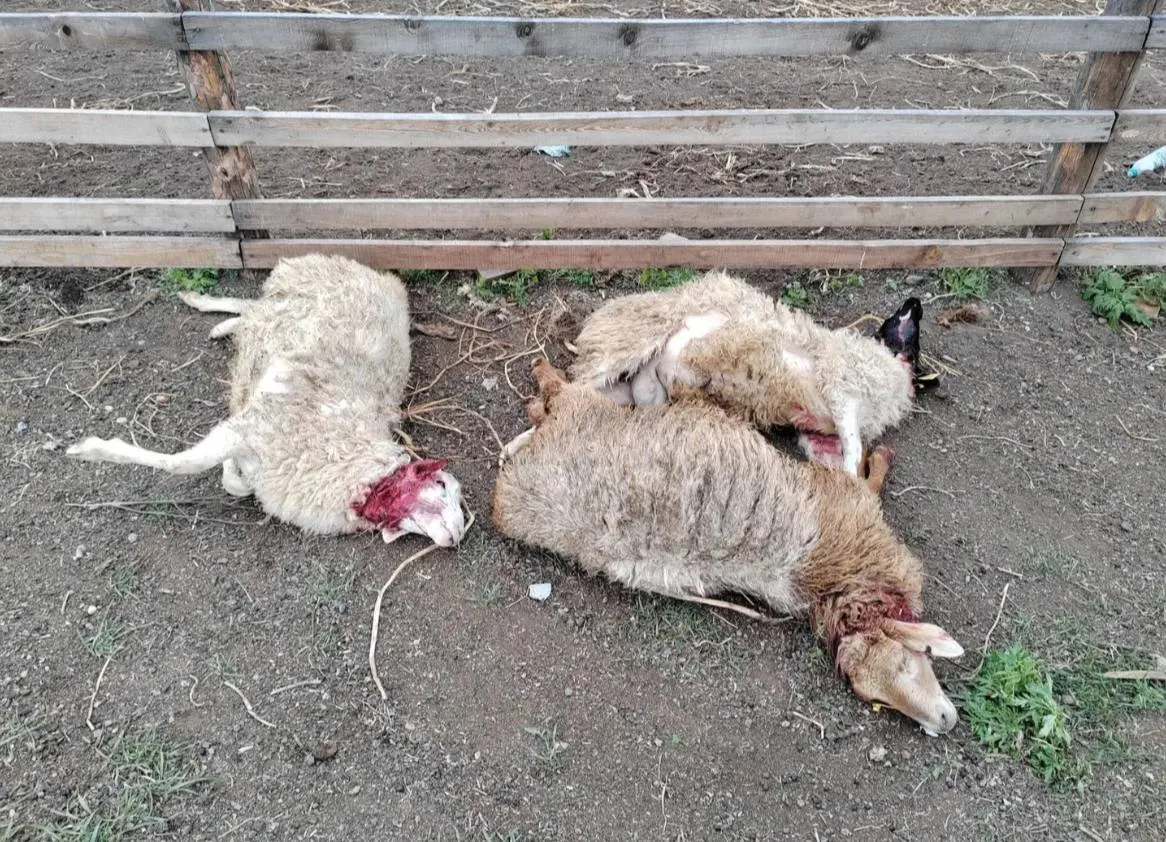 В Забайкальском крае зафиксировано нападение на овец: погибли пять животных, расследование ведут местные службы.