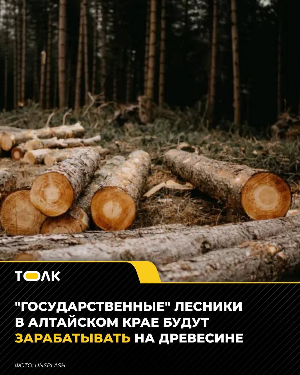 Изменения позволят лесхозам региона продавать спелую и перестойную древесину, а выручку направлять на охрану и восстановление лесов.