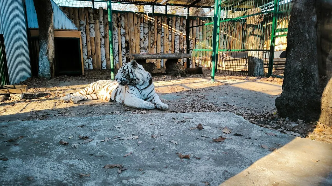 Самарский зоопарк обновил жильё больших кошек: появились новые вольеры с полками, домиками, лежаками и стеклянной витриной для близкого наблюдения.