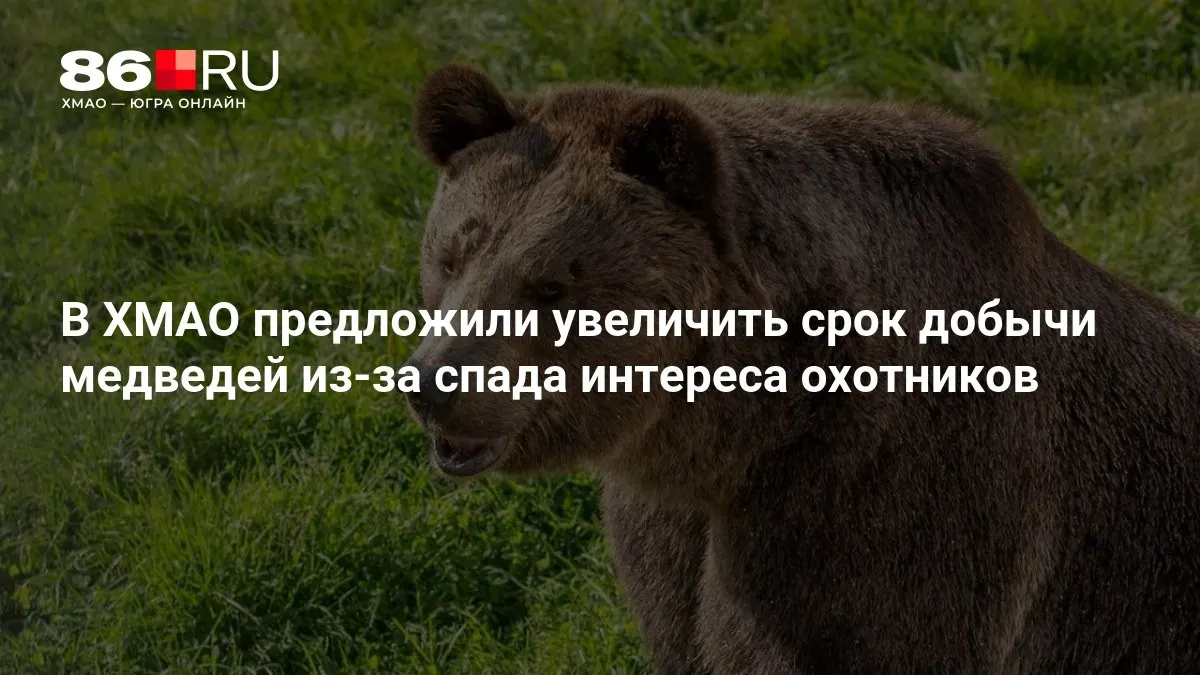 Регион рассматривает продление сезона охоты на медведей по причине снижения активности охотников.