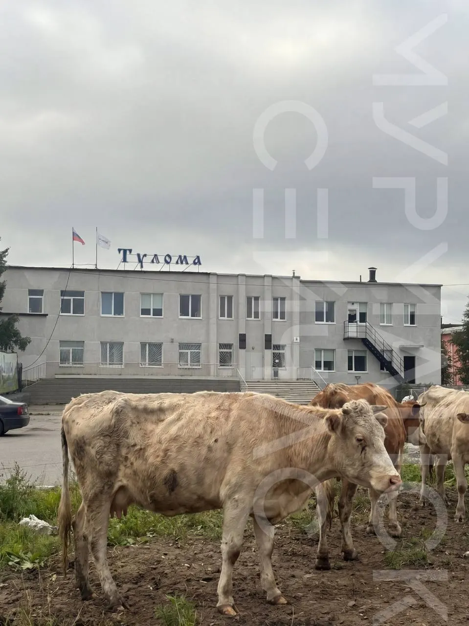 Коллектив выступает против кандидата Александра Ильина, подозревая прошлые нарушения и нехватку опыта в сельском хозяйстве.