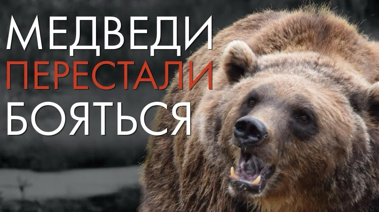 Разбор причин конфликтов между людьми и дикими зверями и почему сокращение численности не меняет ситуацию вокруг населённых пунктов.