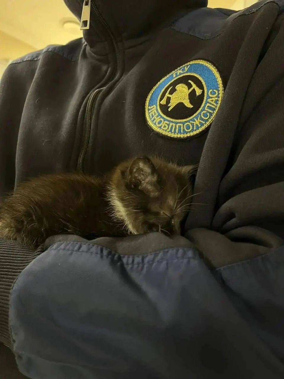 Пожарные спасли 13 кошек: 3 котёнка и 10 взрослых нашли укрытие на улице и получили медицинскую помощь, часть животных отправлена в клинику.