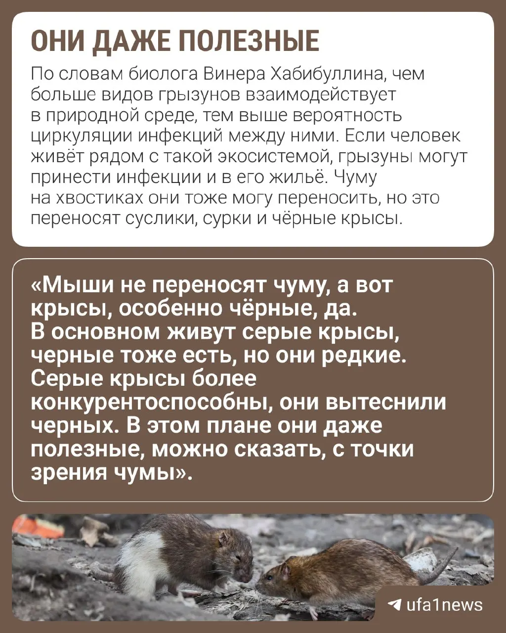 Перед зимой грызуны часто проникают в жильё, погреба и бани. Эксперты рекомендуют держать дом в чистоте и соблюдать профилактические правила.