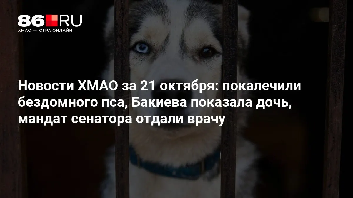 Коротко: в регионе зафиксированы три заметных события: инцидент с бездомным псом, появление на публике дочери Бакиевой и передача сенаторского мандата врачу.