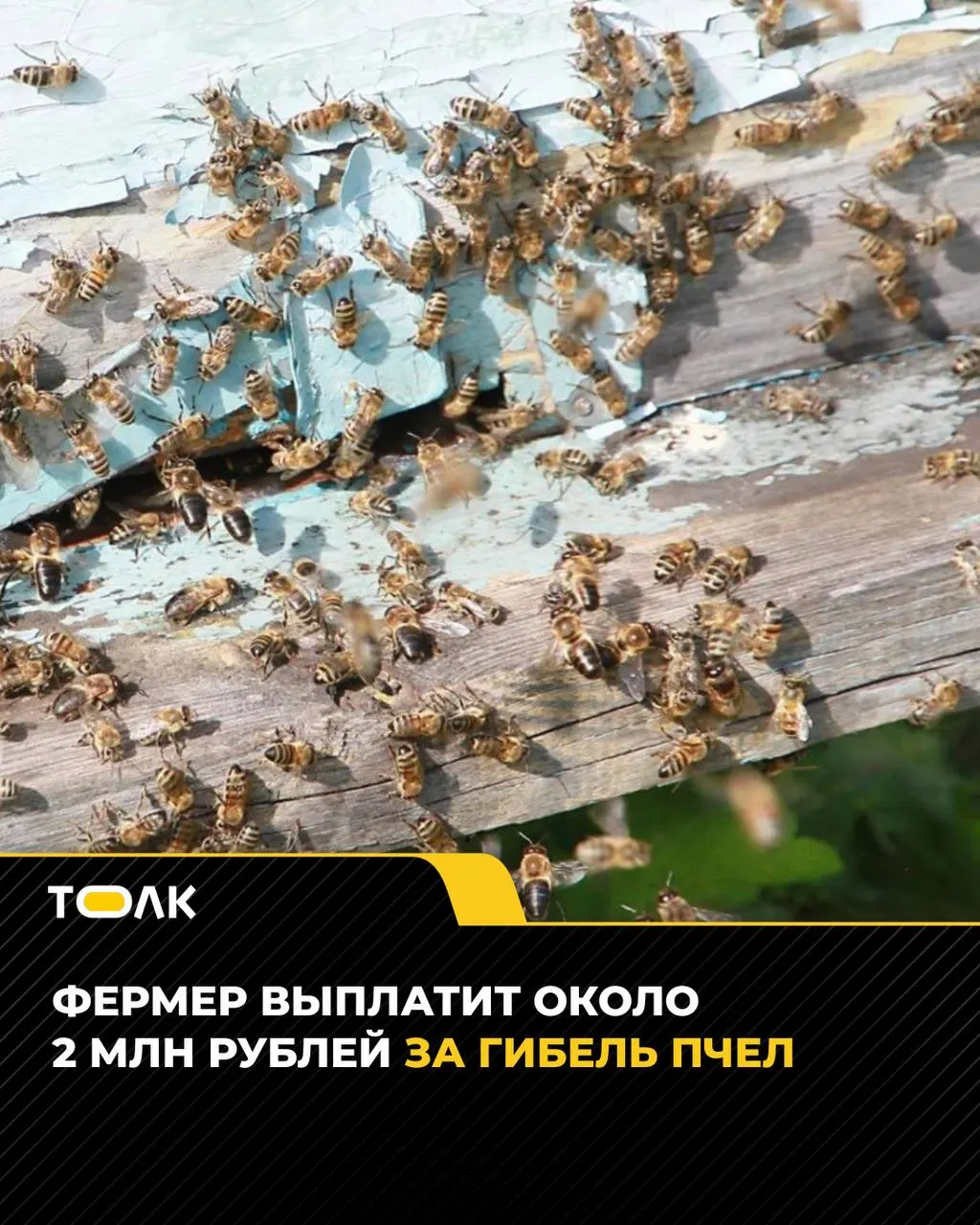 После гибели 91 пчелосемьи и нарушения порядка уведомления пчеловодов суд взыскал почти 2 млн рублей и судебные расходы.