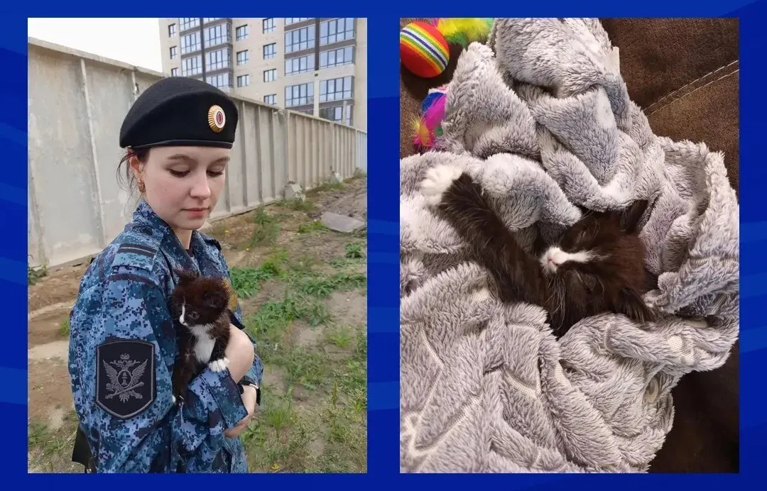 Младшая судебная пристав услышала писк котёнка во дворе жилого дома и организовала временную передержку; позже животное обрело дом у ближайшего сотрудника.