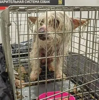 Лысая китайская хохлатая Ася сбежала у поезда и провела на улице почти два месяца; волонтёры вывели её на ловушку, сейчас она проходит реабилитацию.