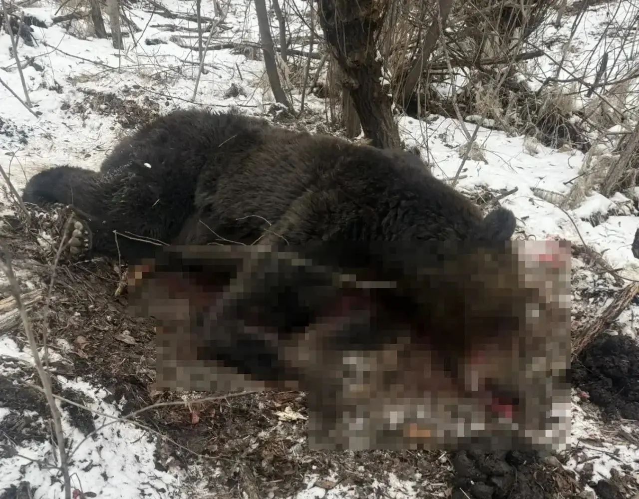 Зверь впервые вошёл в населённый пункт; по словам главы поселка, днём зверя ликвидировал сотрудник охотнадзора.