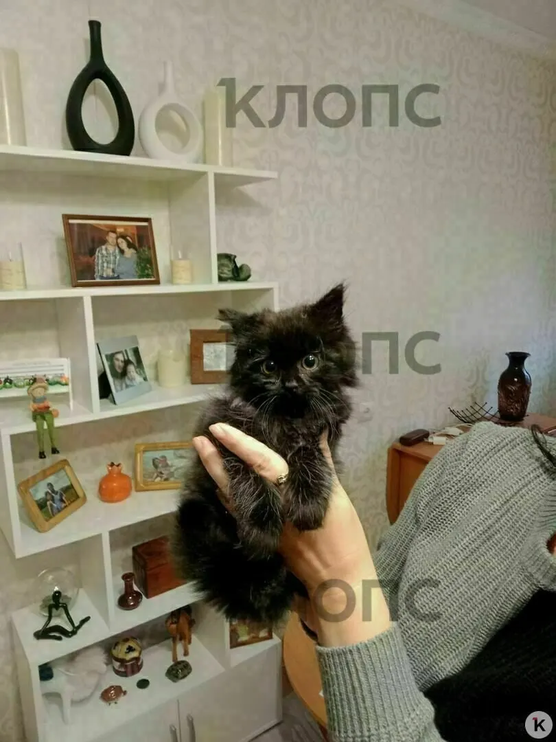 Котёнок, спасённый сотрудниками полиции, нашёл новый дом в Калининграде благодаря помощи волонтёров.