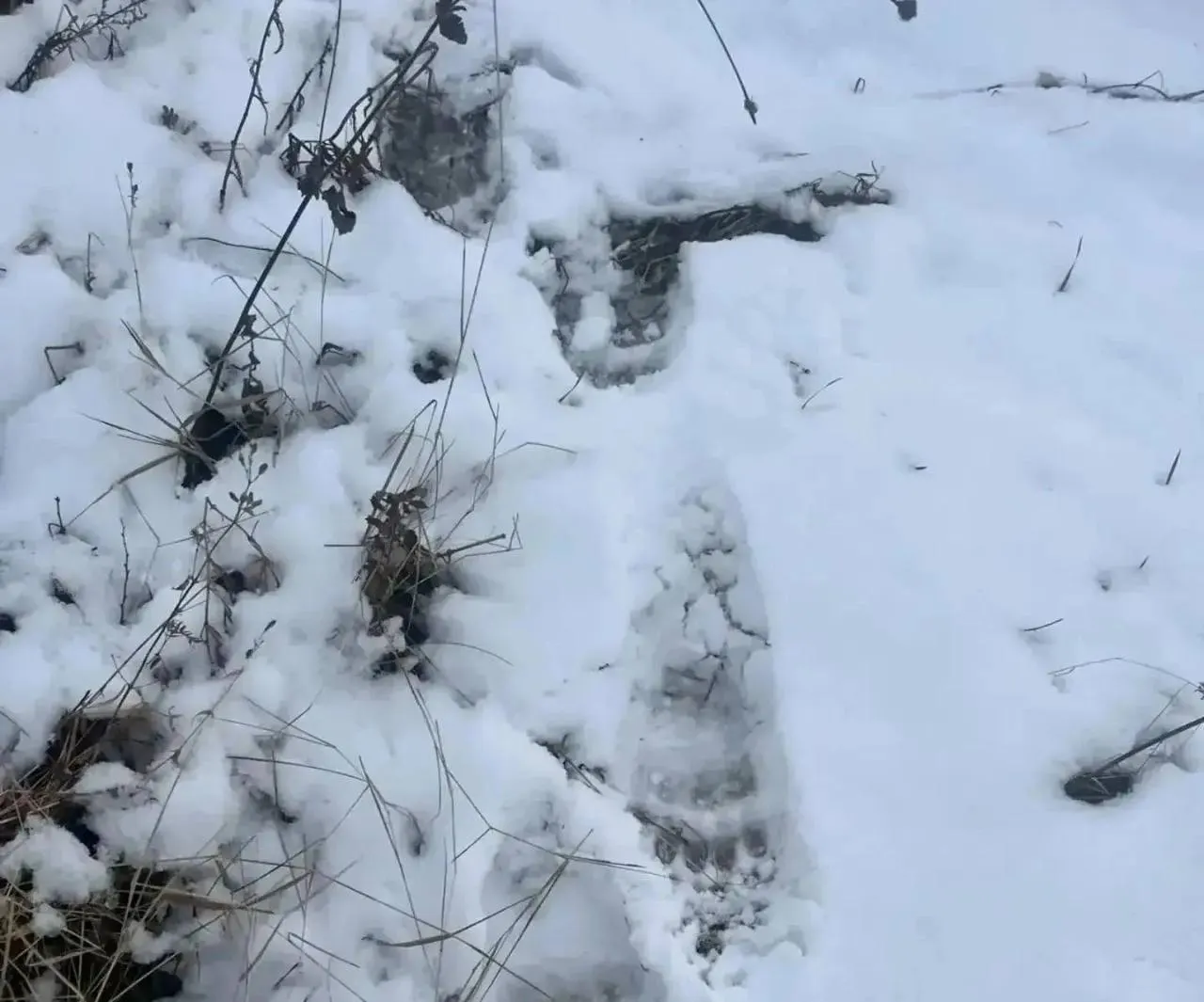 В Улётовском округе зафиксированы следы медведя. Власти вводят режим повышенной готовности и мобилизуют охотников для оперативного реагирования.