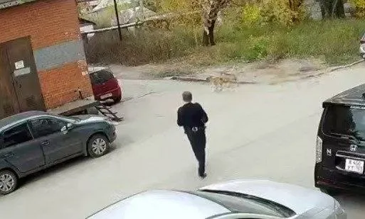 Сначала животные преследовали кошку, затем напали на подростков и маленькую девочку; охранник попытался отбиться, но сам пострадал.