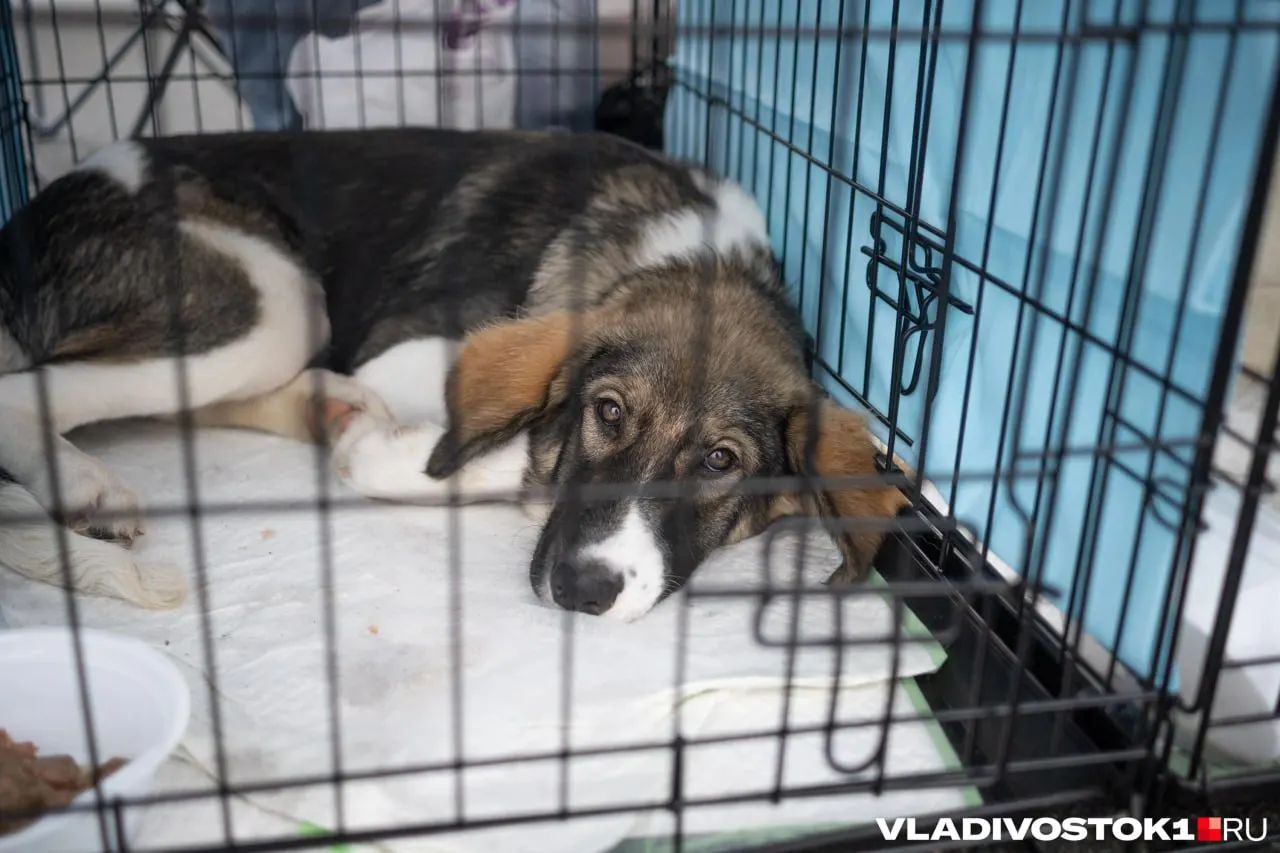 Законодатели региона предлагают увеличить выплаты за отлов бездомных собак и расширить финансирование муниципалитетов на реализацию этой функции с 2027 года.