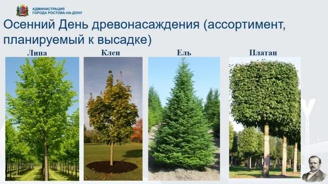 Город готовится к акции по озеленению: в plusieurs точках планируется высадка лип, кленов, елей и платанов. Мероприятие состоится 17 октября, начало — 09:00.